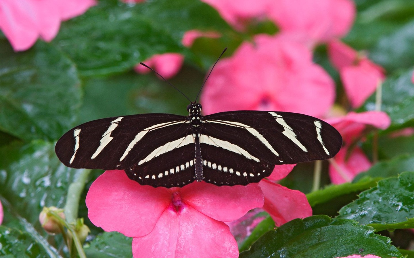 나비 사진 배경 (1) #12 - 1440x900