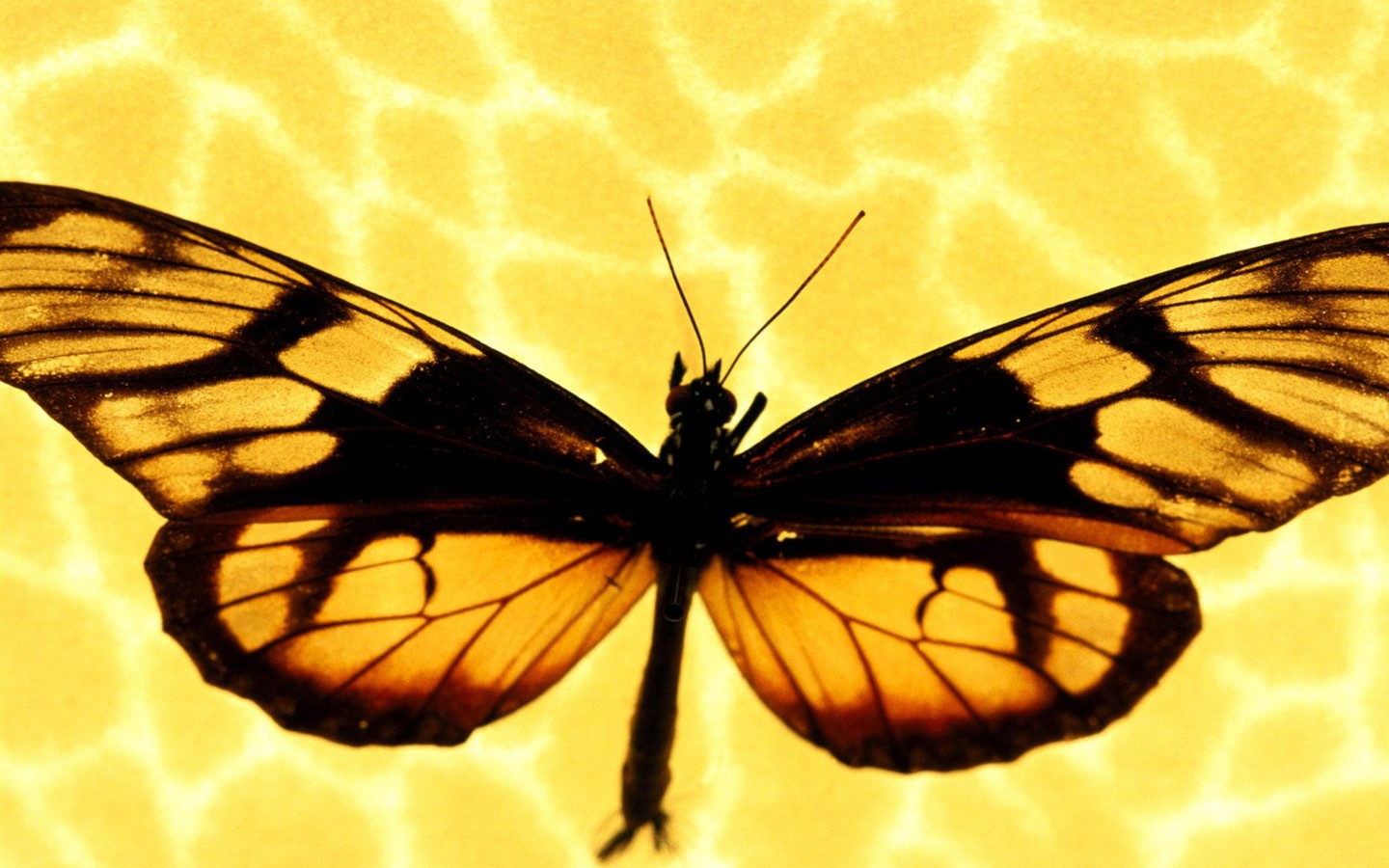 나비 사진 배경 (1) #13 - 1440x900