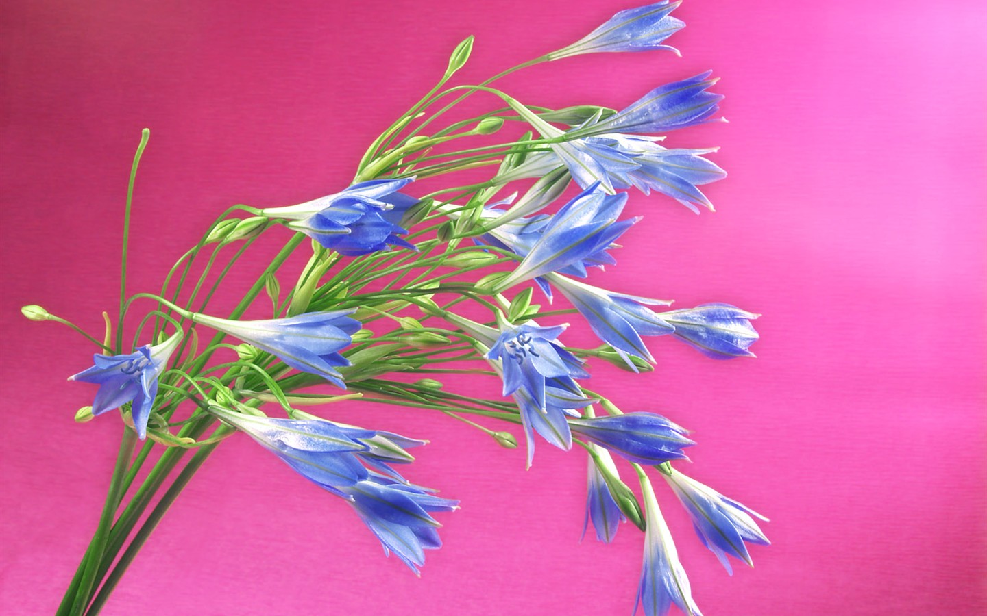 꽃 클로즈업 (1) #9 - 1440x900