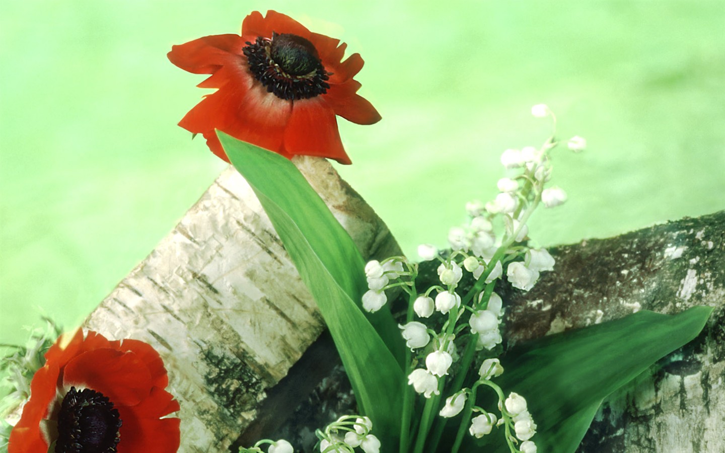 꽃 클로즈업 (1) #19 - 1440x900