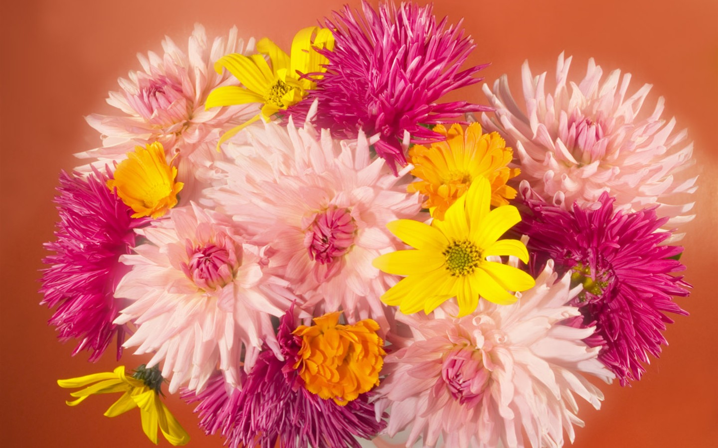 Květiny close-up (2) #6 - 1440x900