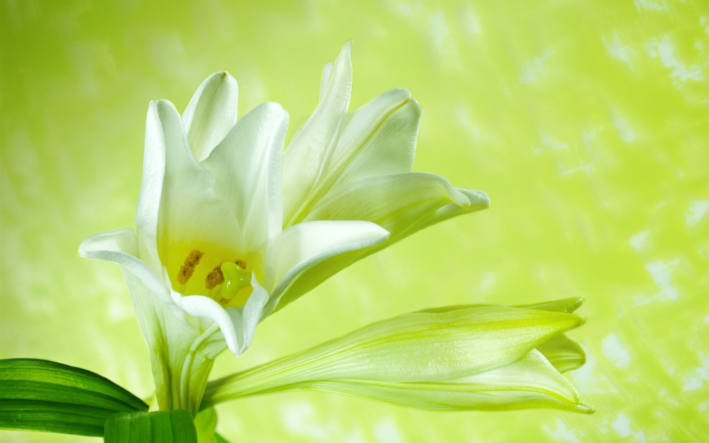 Květiny close-up (2) #7 - 1440x900