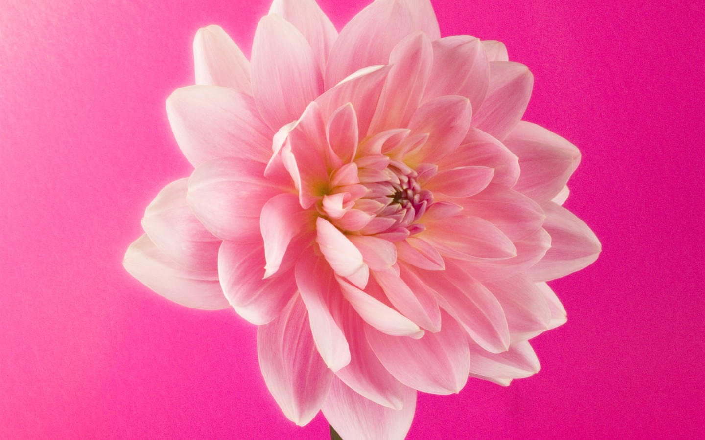 Květiny close-up (2) #16 - 1440x900