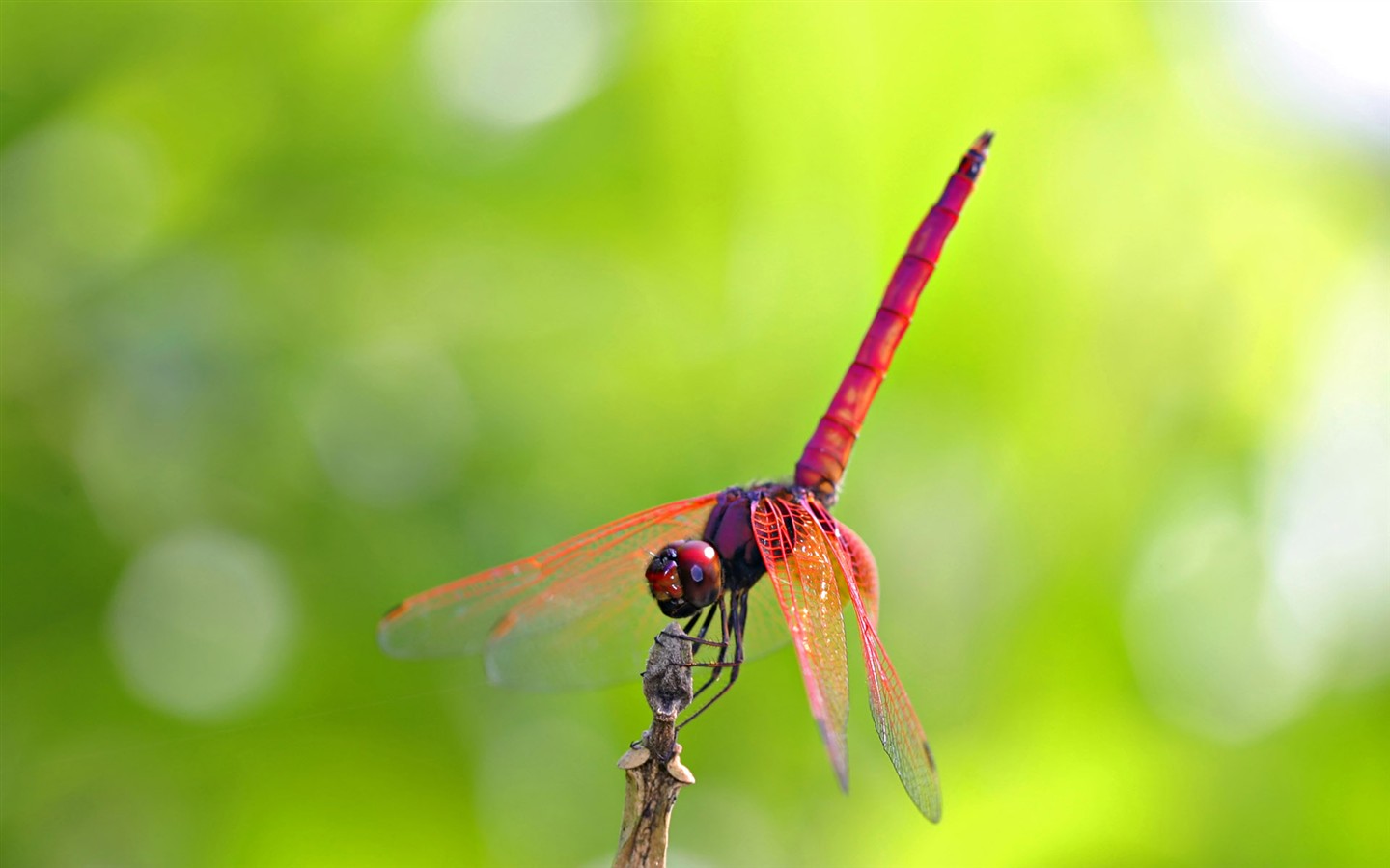 Papier peint des insectes # - 1440x900