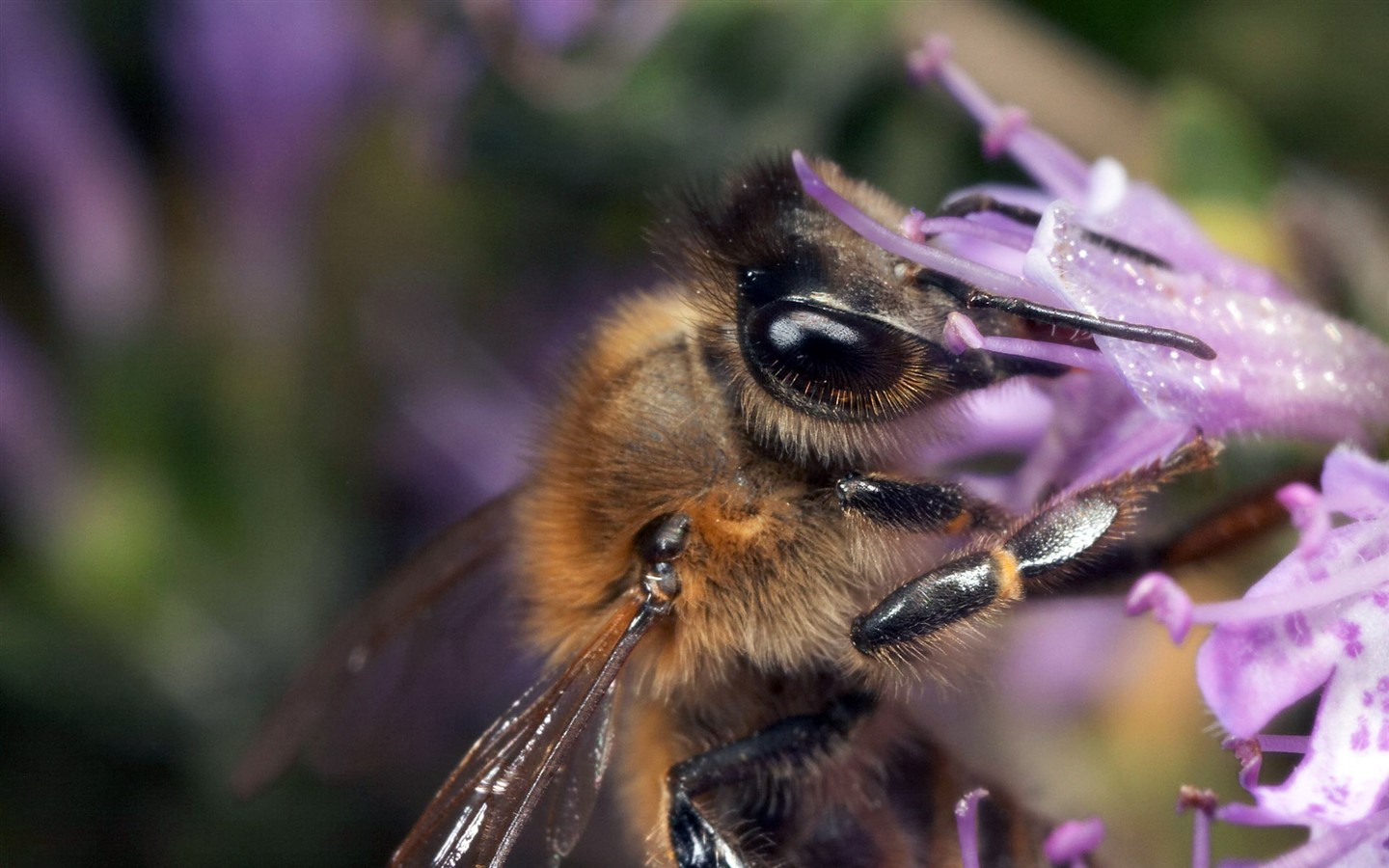 Láska Bee květin tapety (1) #9 - 1440x900