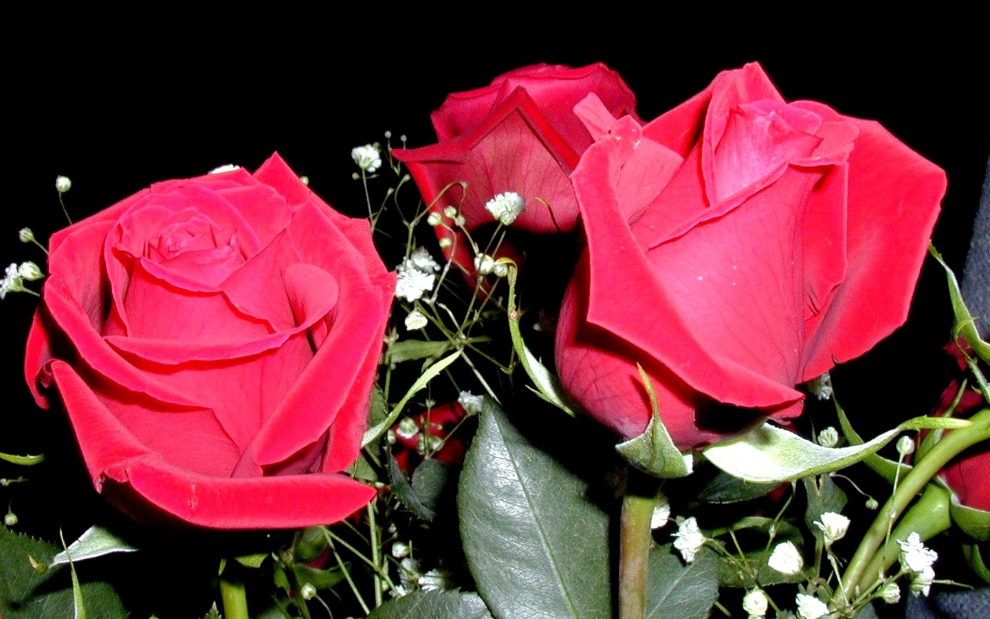 玫瑰写真超大壁纸14 - 1440x900