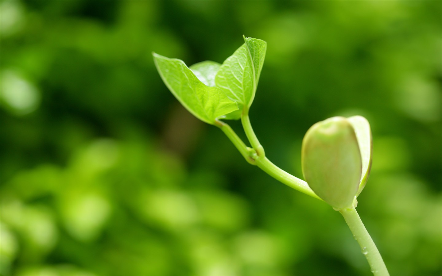 新芽嫩叶高清植物壁纸9 - 1440x900