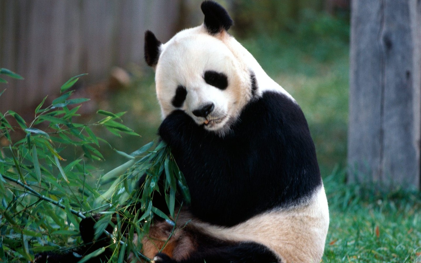 Panda álbum de fondo de pantalla #1 - 1440x900