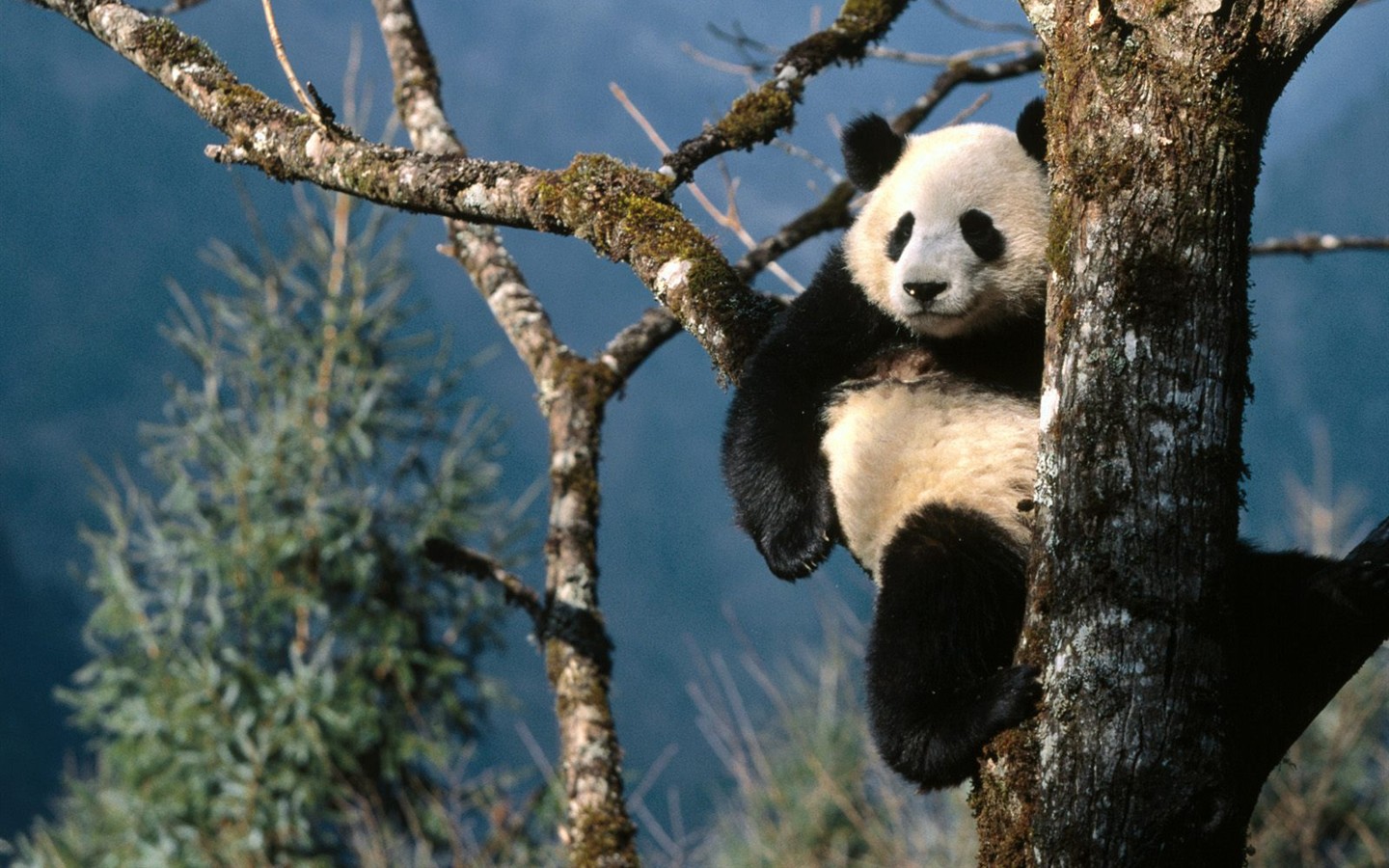 Panda álbum de fondo de pantalla #4 - 1440x900
