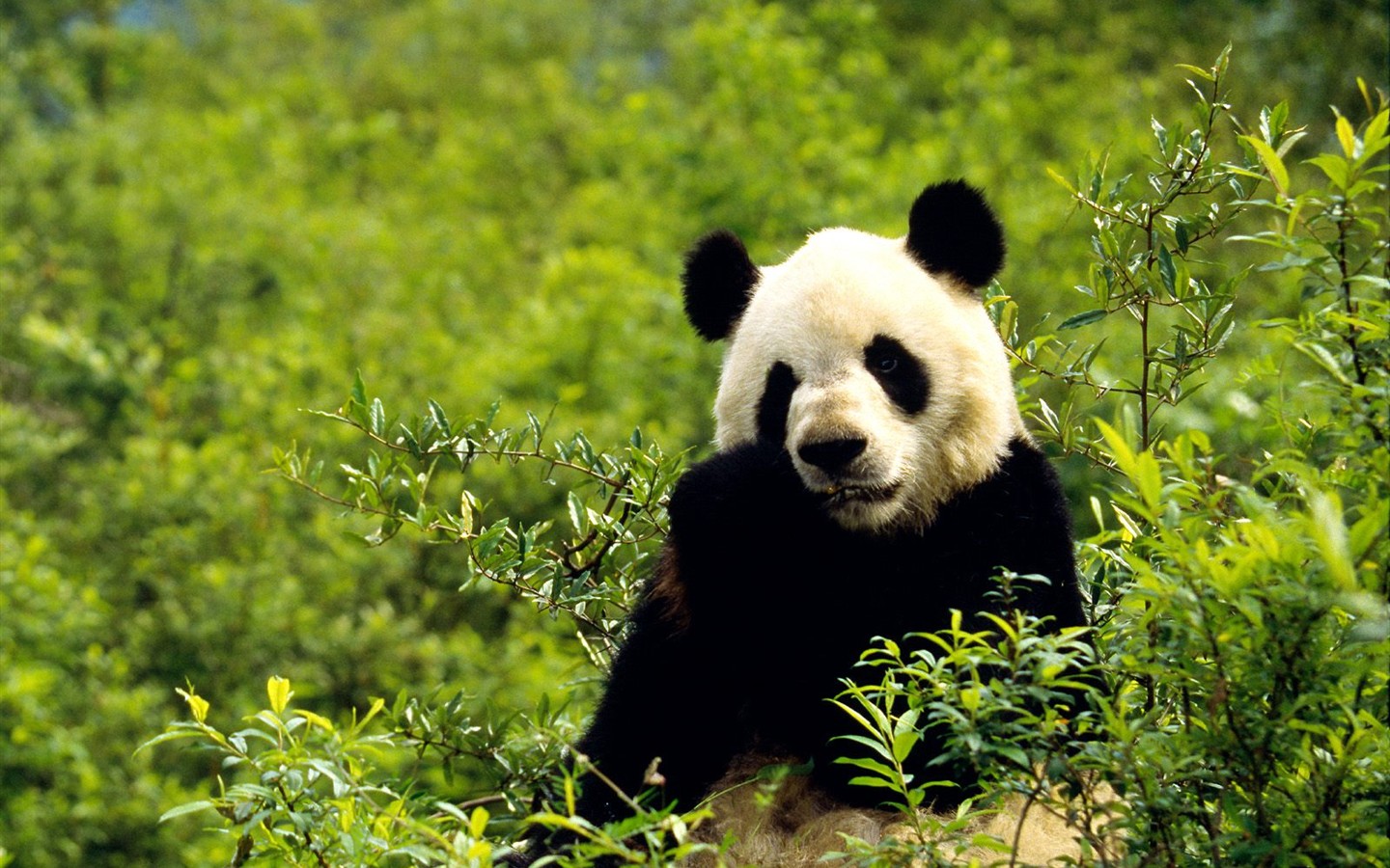 Panda álbum de fondo de pantalla #8 - 1440x900