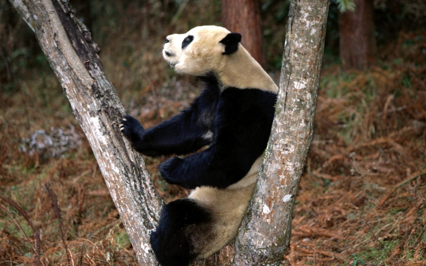 Fond d'écran album Panda #10 - 1440x900