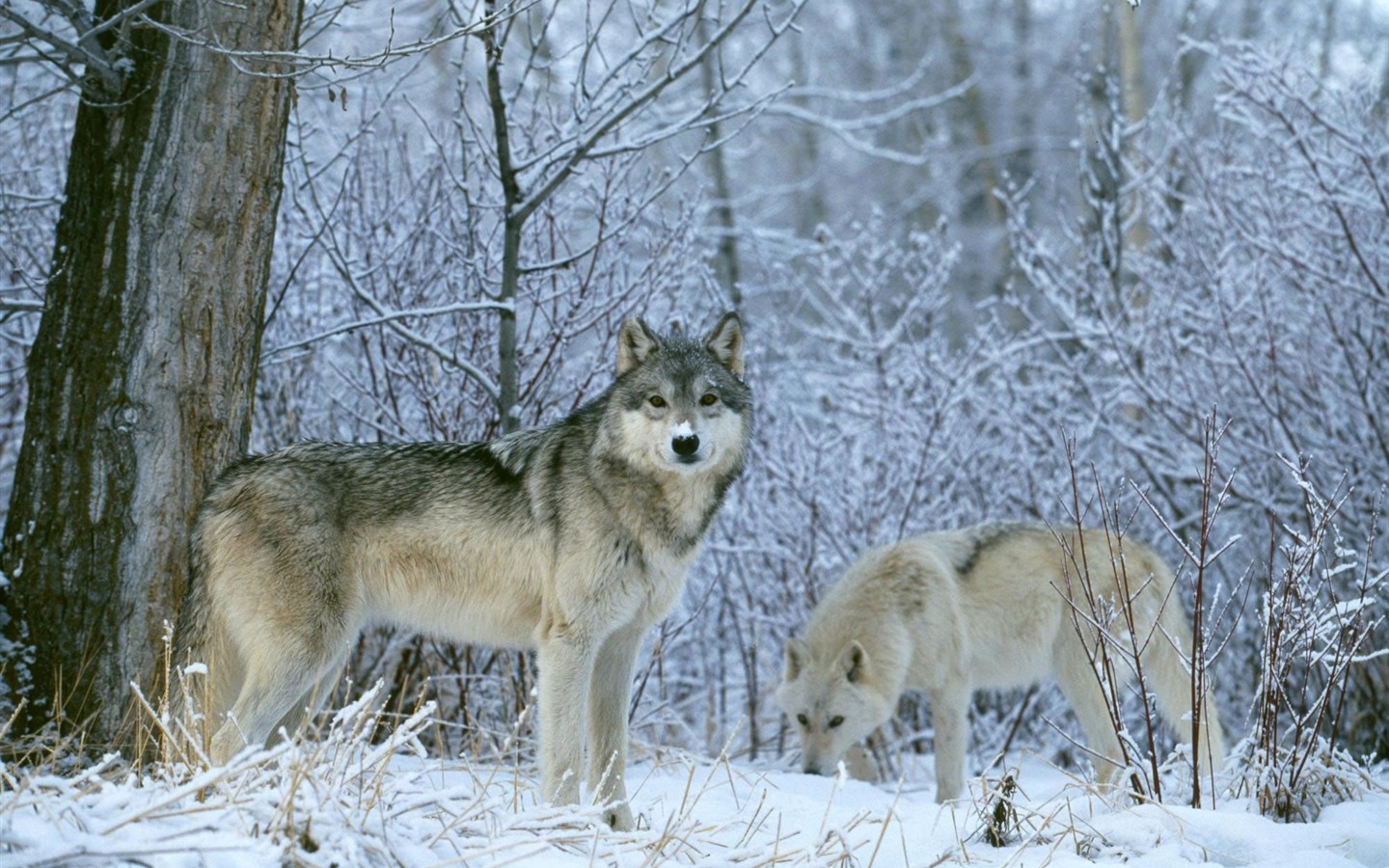 Fondo de pantalla del disco Lobo #10 - 1440x900