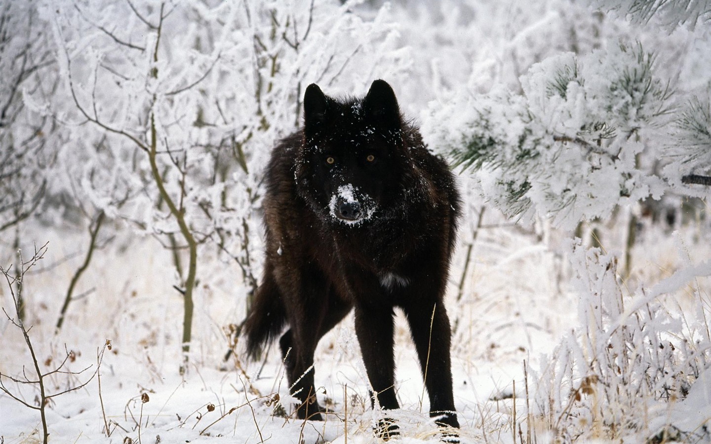 Fondo de pantalla del disco Lobo #11 - 1440x900