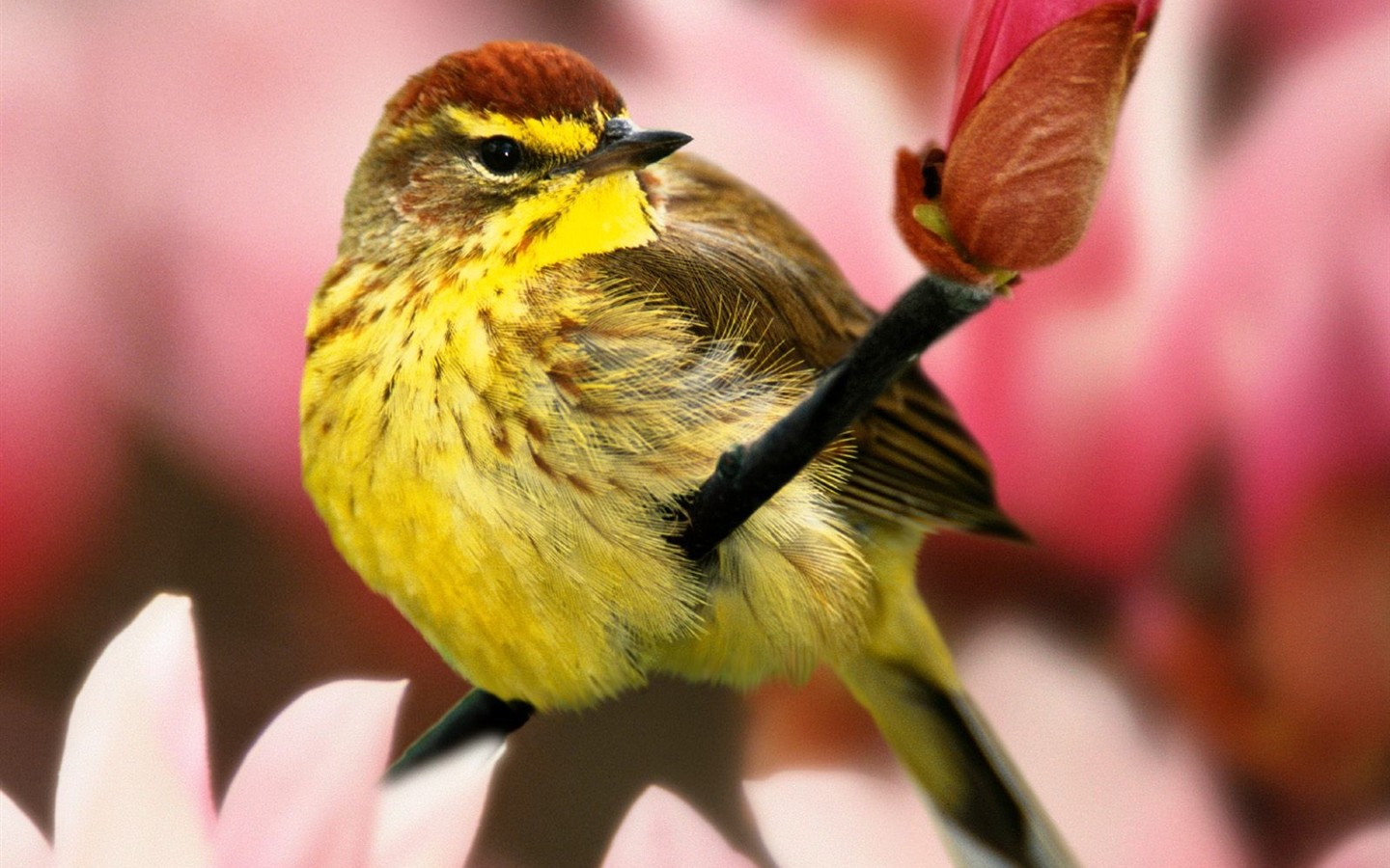 Lovely bird photo wallpaper #4 - 1440x900