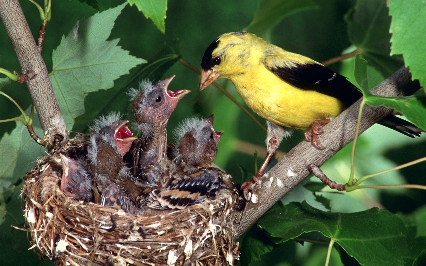 Lovely bird photo wallpaper #16 - 1440x900