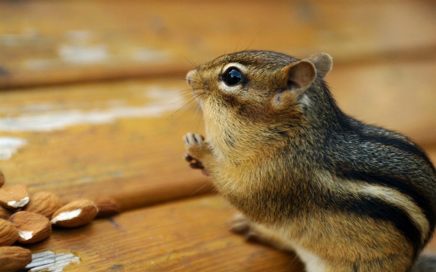 Cute Chipmunk Tapete #6 - 1440x900