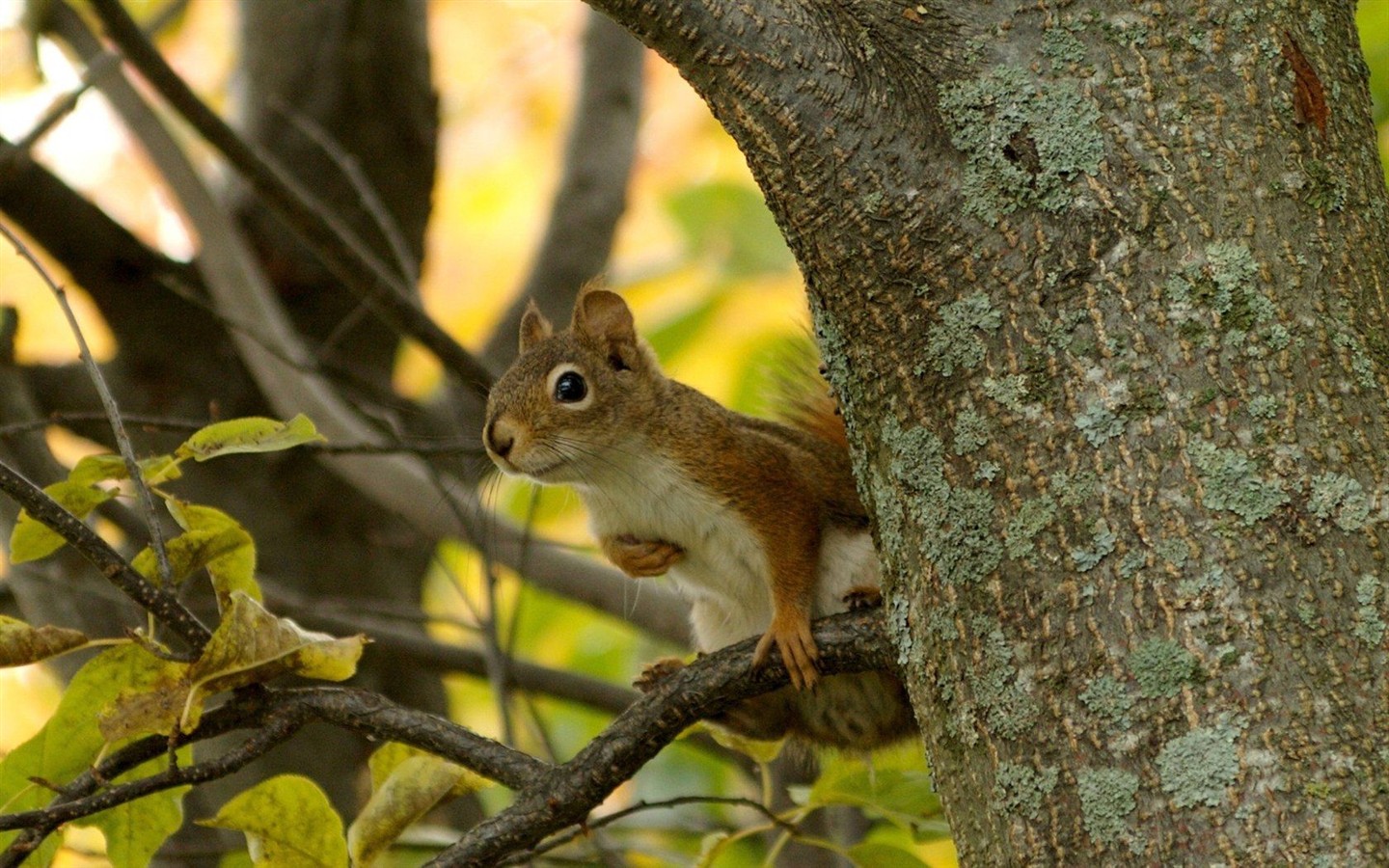 Cute chipmunk wallpaper #8 - 1440x900