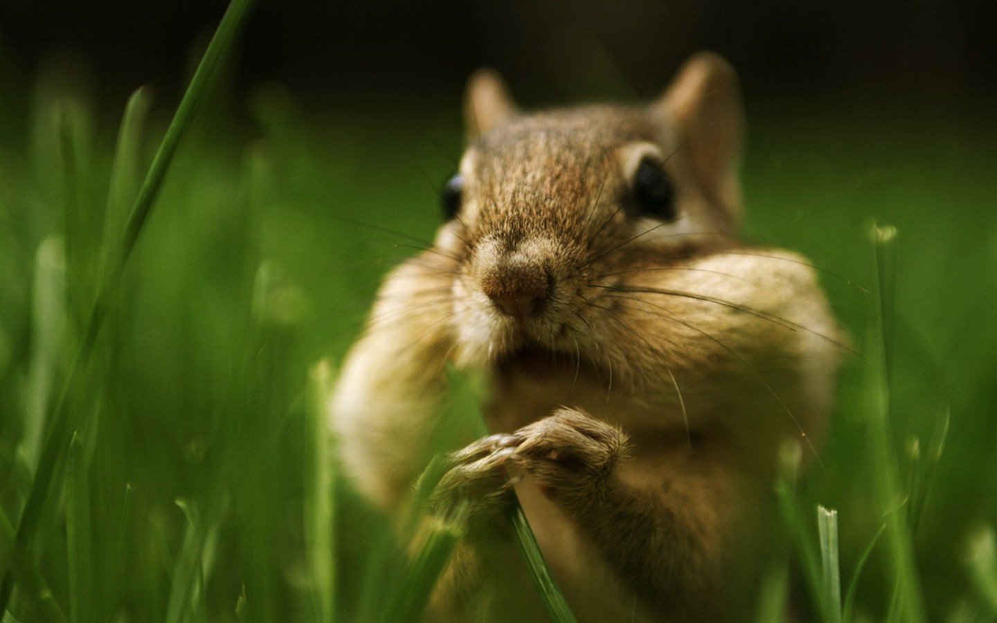 Cute Chipmunk Tapete #16 - 1440x900