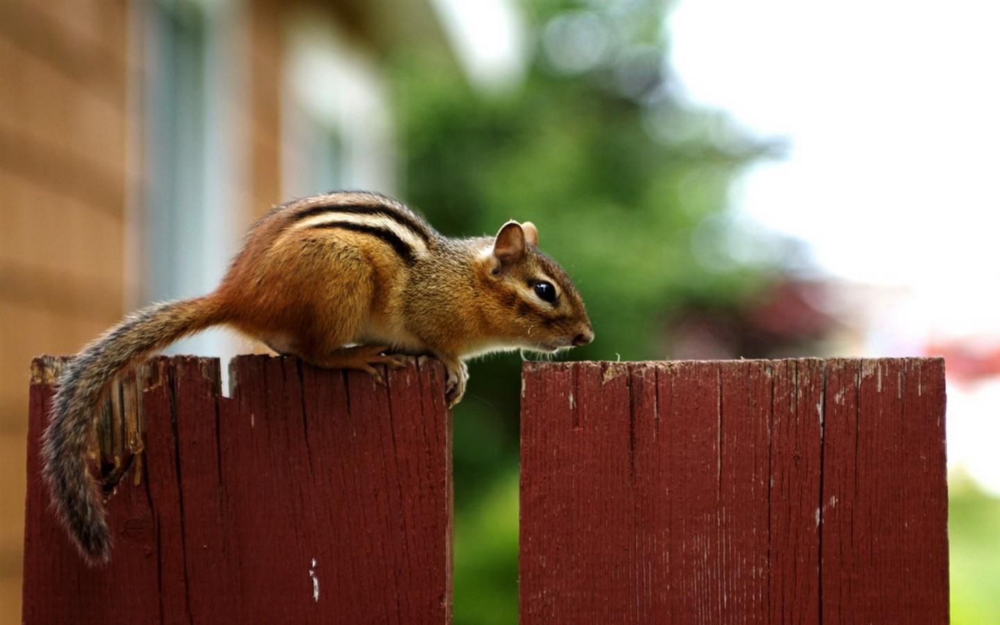 Cute Chipmunk Tapete #24 - 1440x900