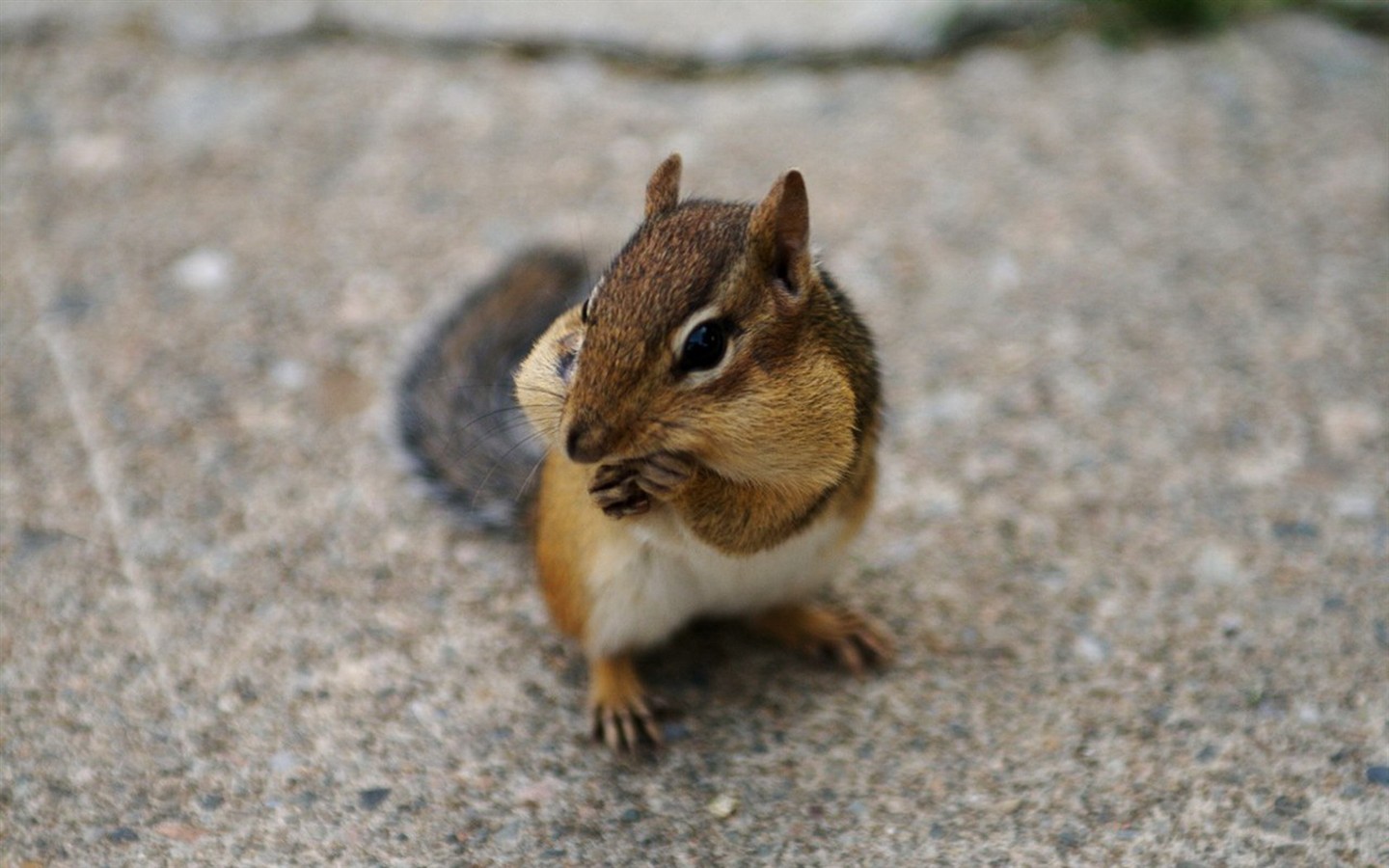 Cute Chipmunk Tapete #25 - 1440x900