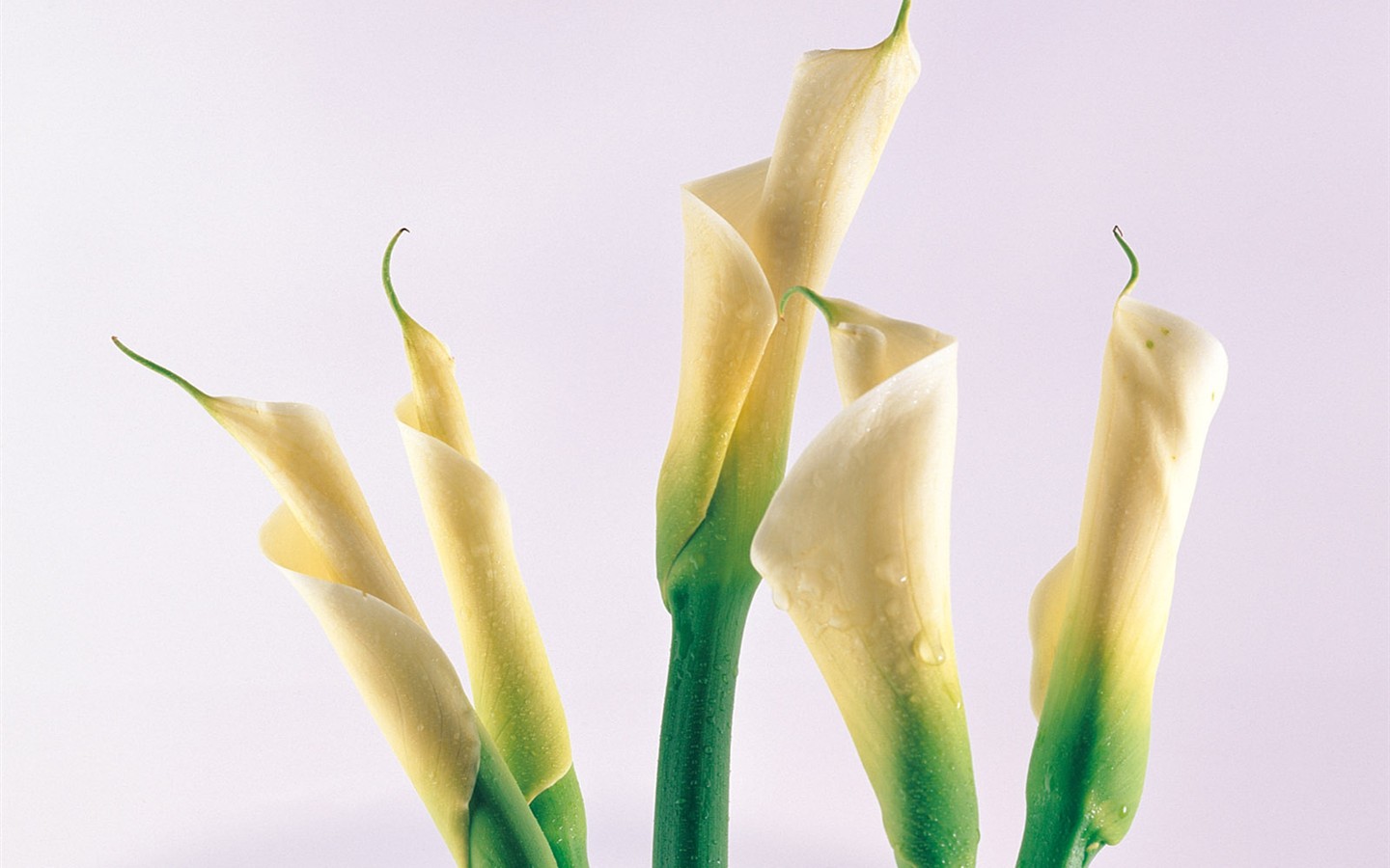 室內鮮花特輯(一) #2 - 1440x900