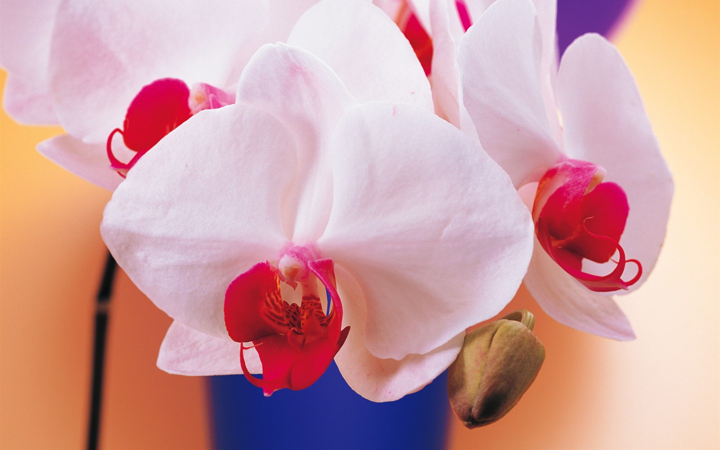 室內鮮花特輯(一) #3 - 1440x900