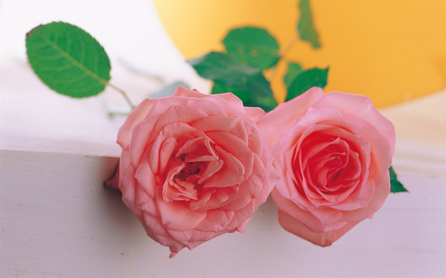 室內鮮花特輯(一) #4 - 1440x900