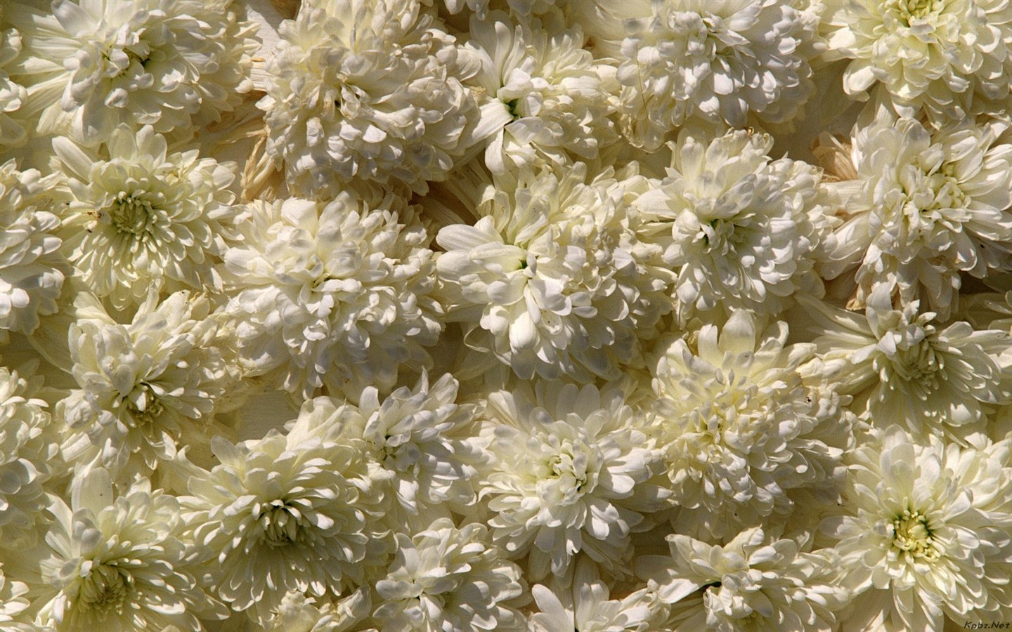 室內鮮花特輯(二) #2 - 1440x900