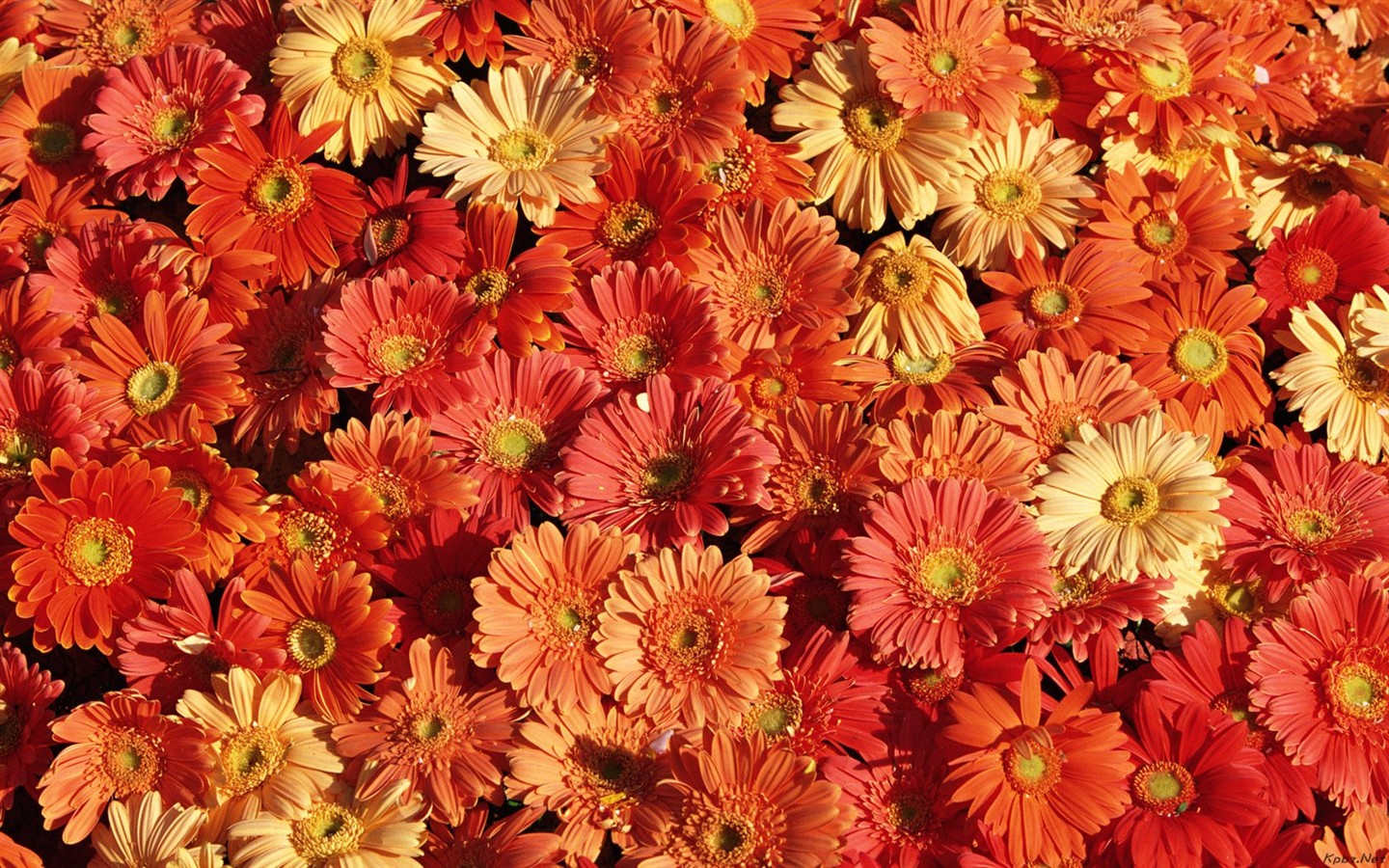 室內鮮花特輯(二) #10 - 1440x900