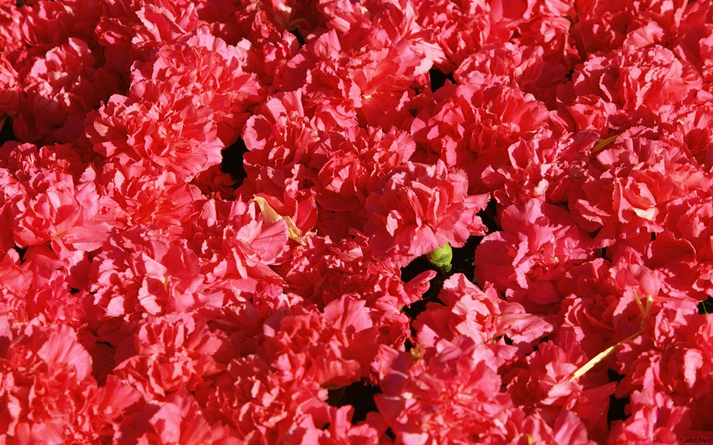 실내 꽃 벽지 (2) #17 - 1440x900