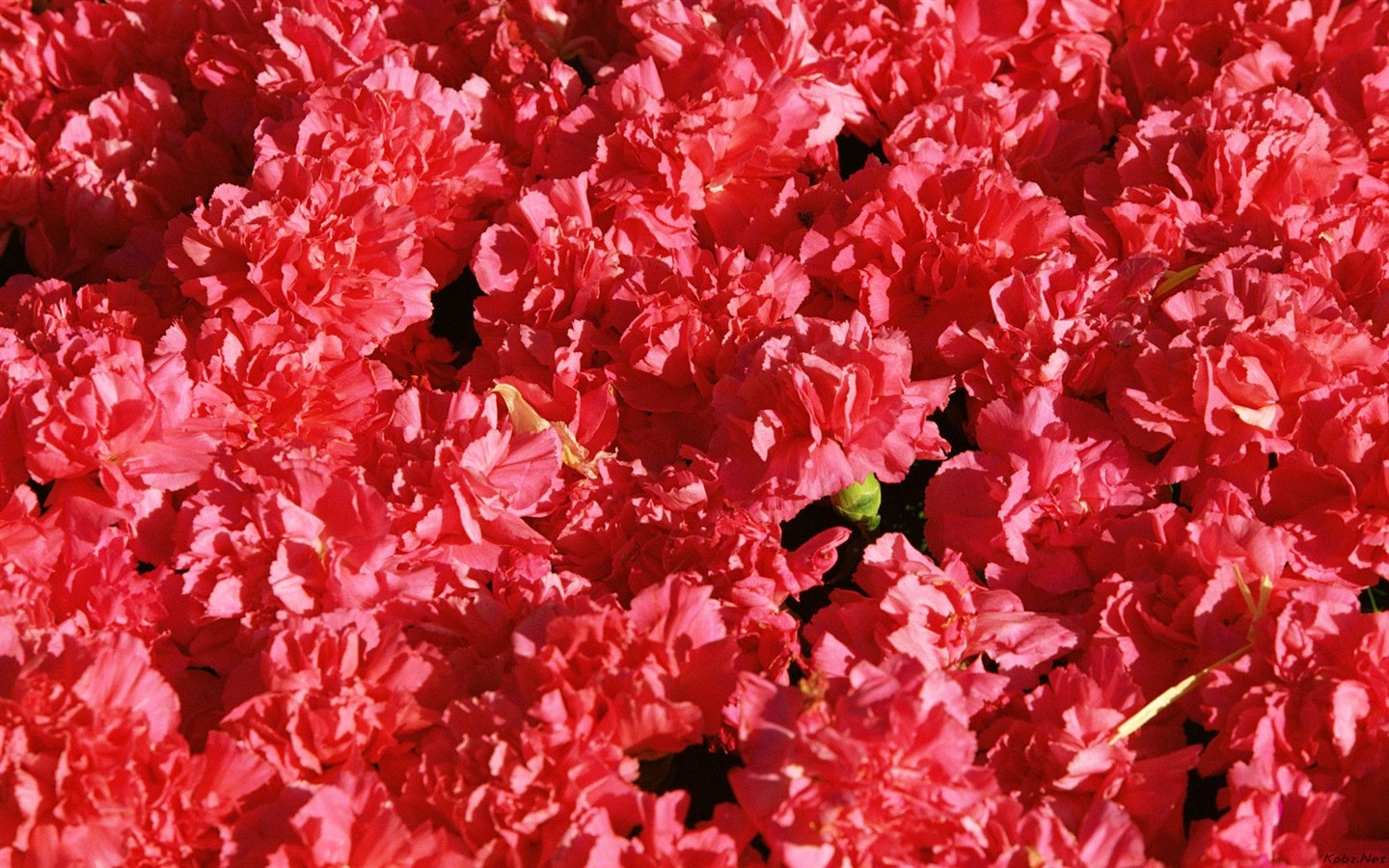 室內鮮花特輯(二) #17 - 1440x900