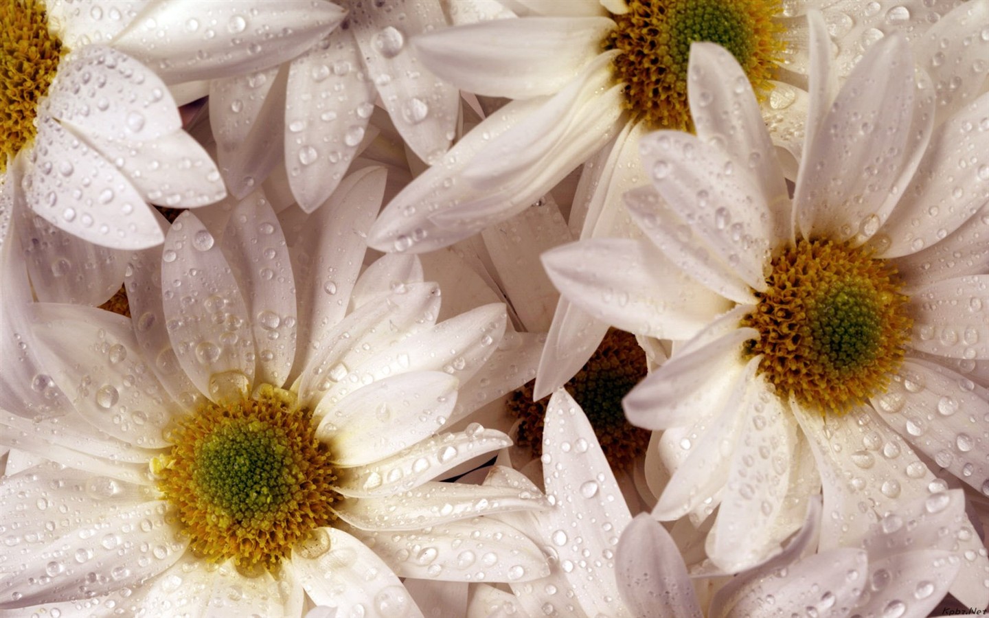 室內鮮花特輯(二) #26 - 1440x900