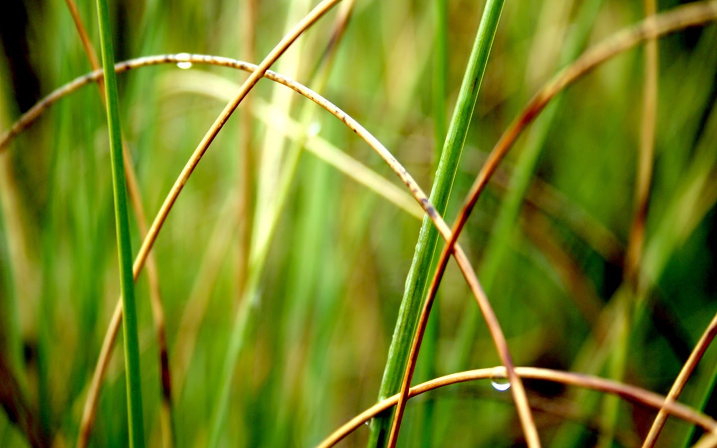Vista Plant wallpaper (6) #21 - 1440x900