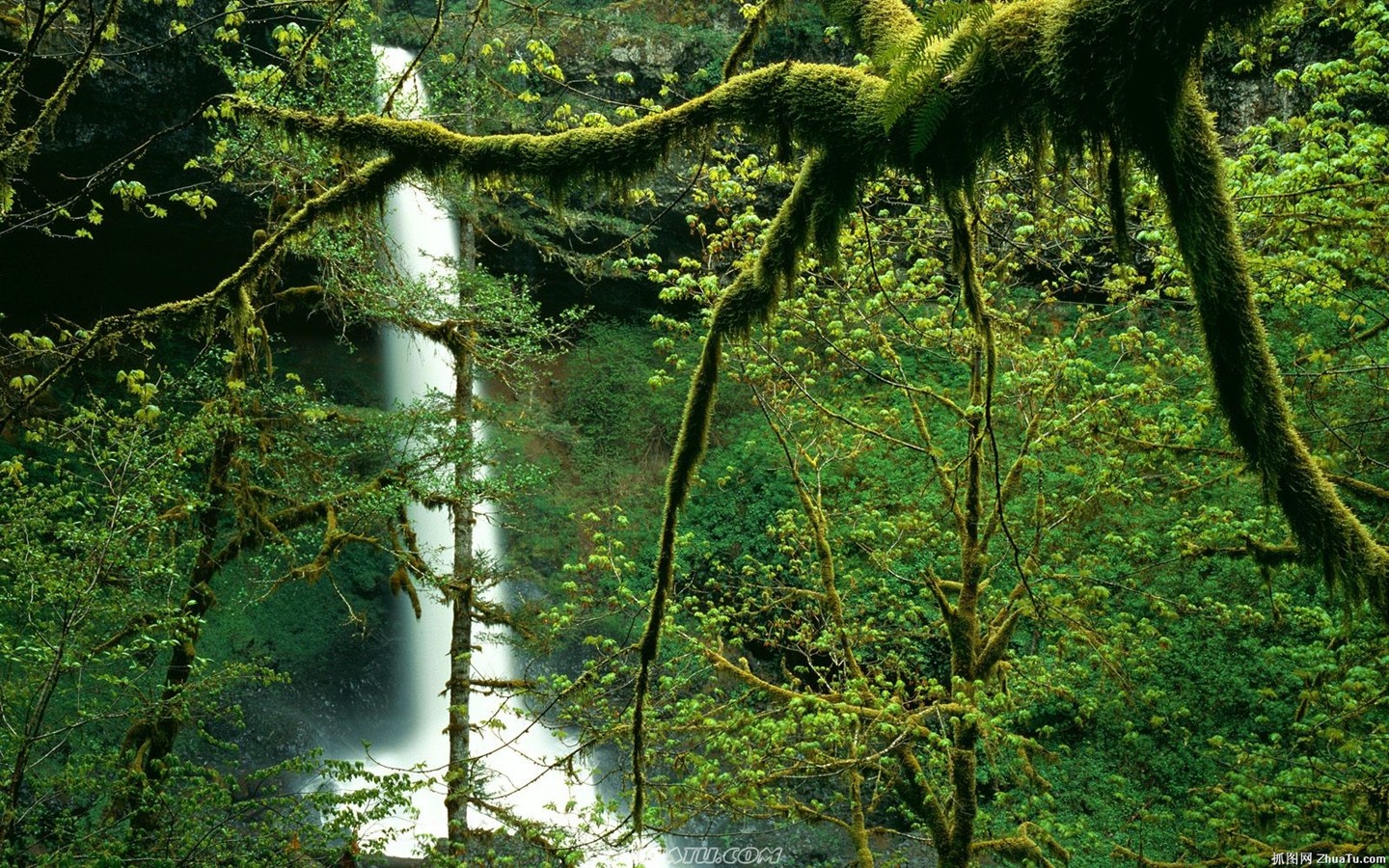 Falls Forest HD Wallpaper #3 - 1440x900