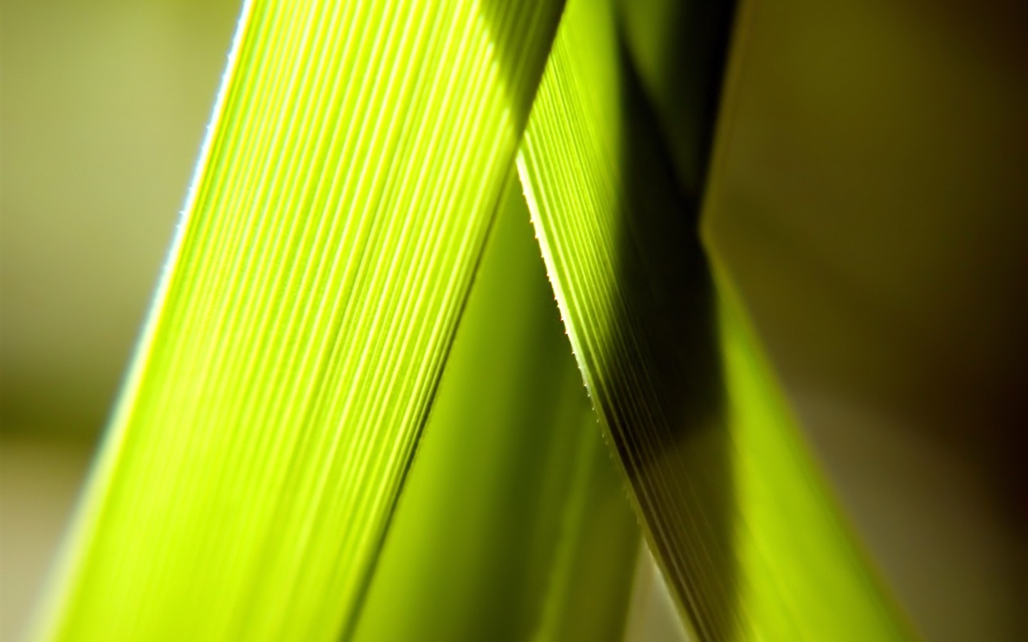 Vista 植物壁紙(五) #20 - 1440x900