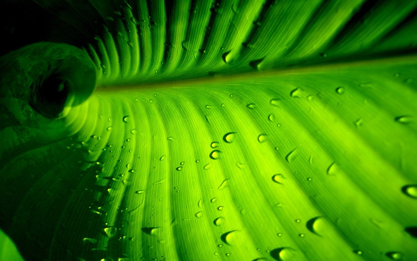 Vista 植物壁紙(五) #21 - 1440x900