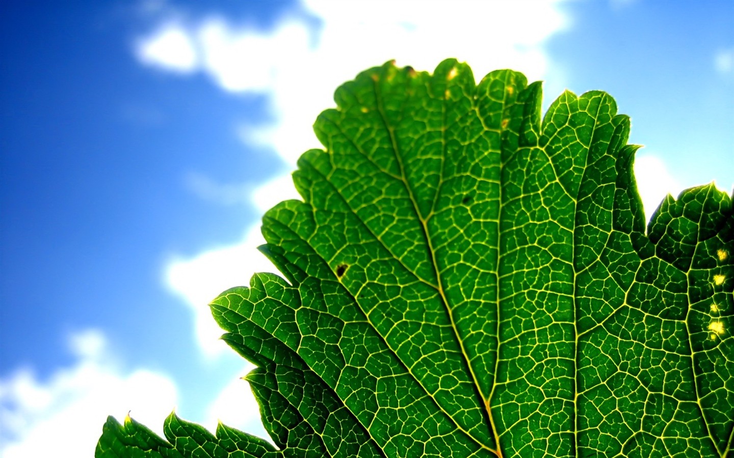 Vista 植物壁紙(五) #26 - 1440x900