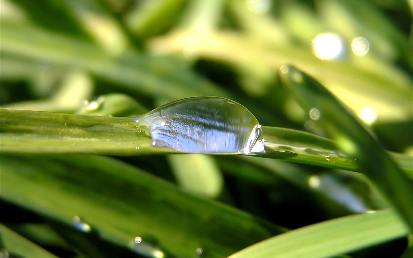  Vistaの植物の壁紙(5) #27 - 1440x900