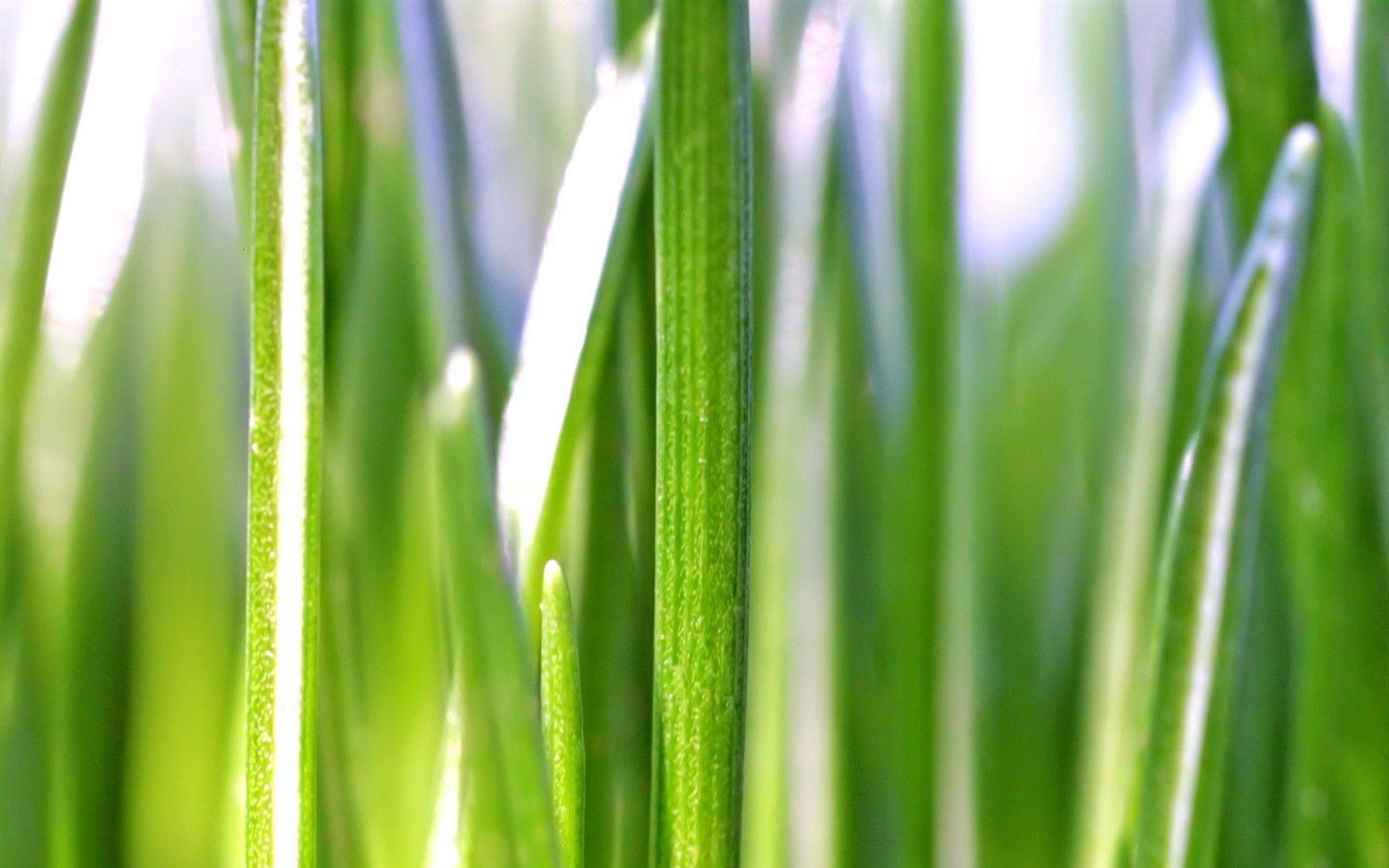 Vista 植物壁紙(五) #29 - 1440x900