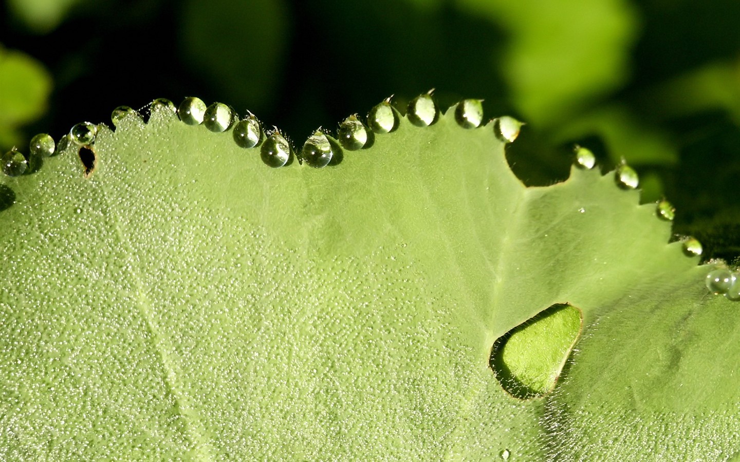  Vistaの植物の壁紙(5) #37 - 1440x900