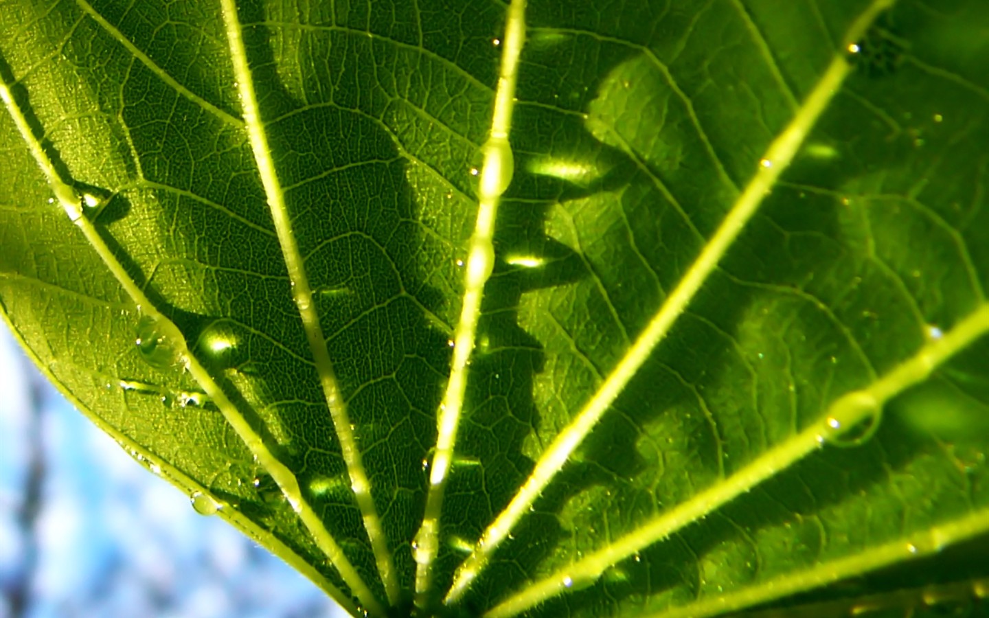 Vista 植物壁紙(七) #17 - 1440x900