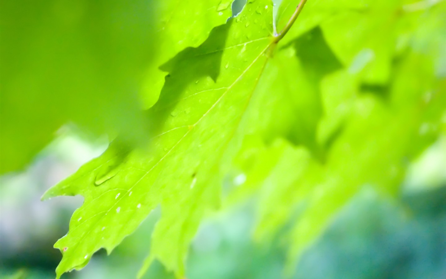 Vista 植物壁紙(七) #19 - 1440x900