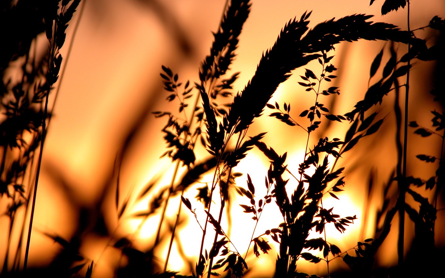 Vista 植物壁紙(七) #20 - 1440x900