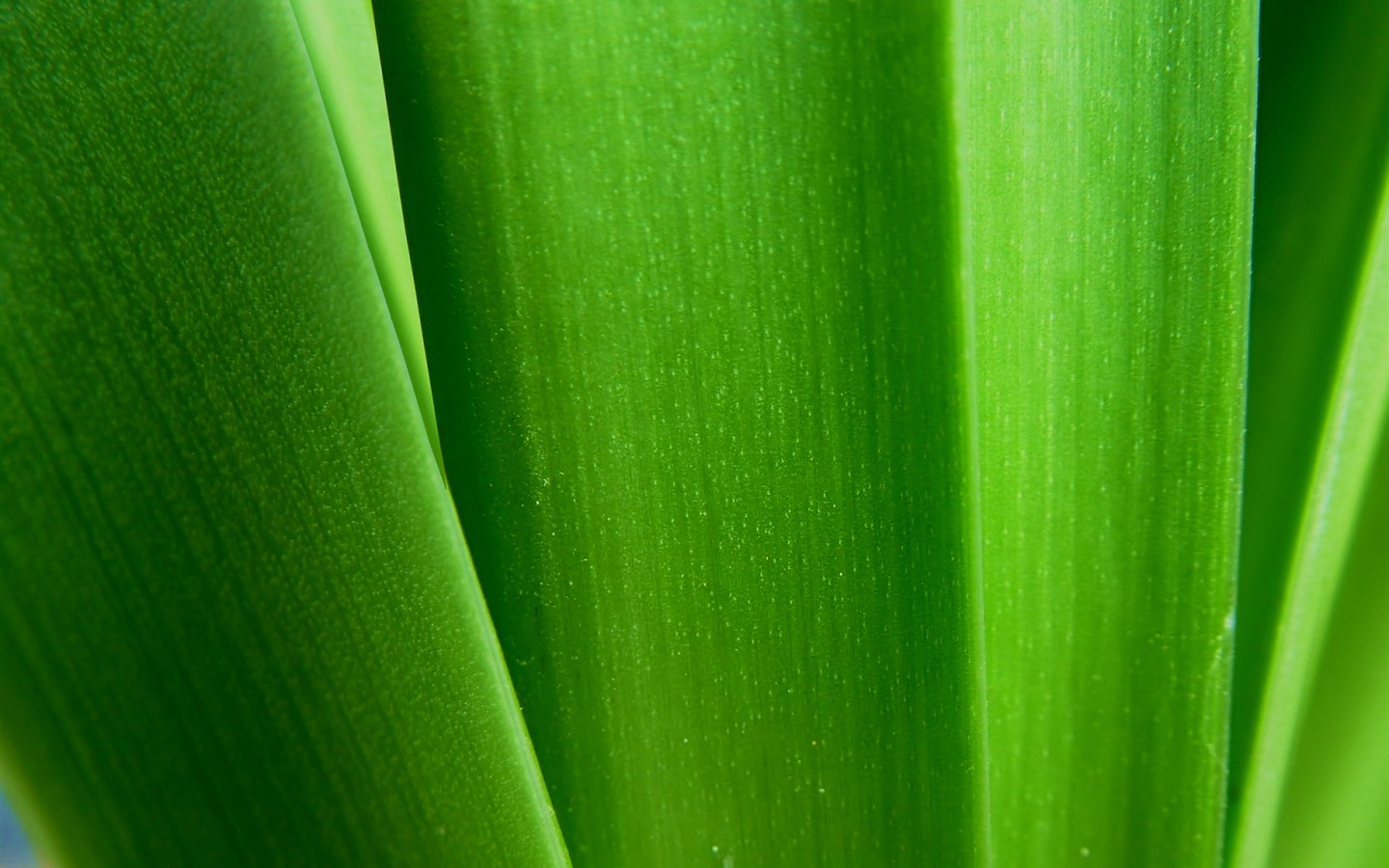 Vista 植物壁紙(七) #21 - 1440x900