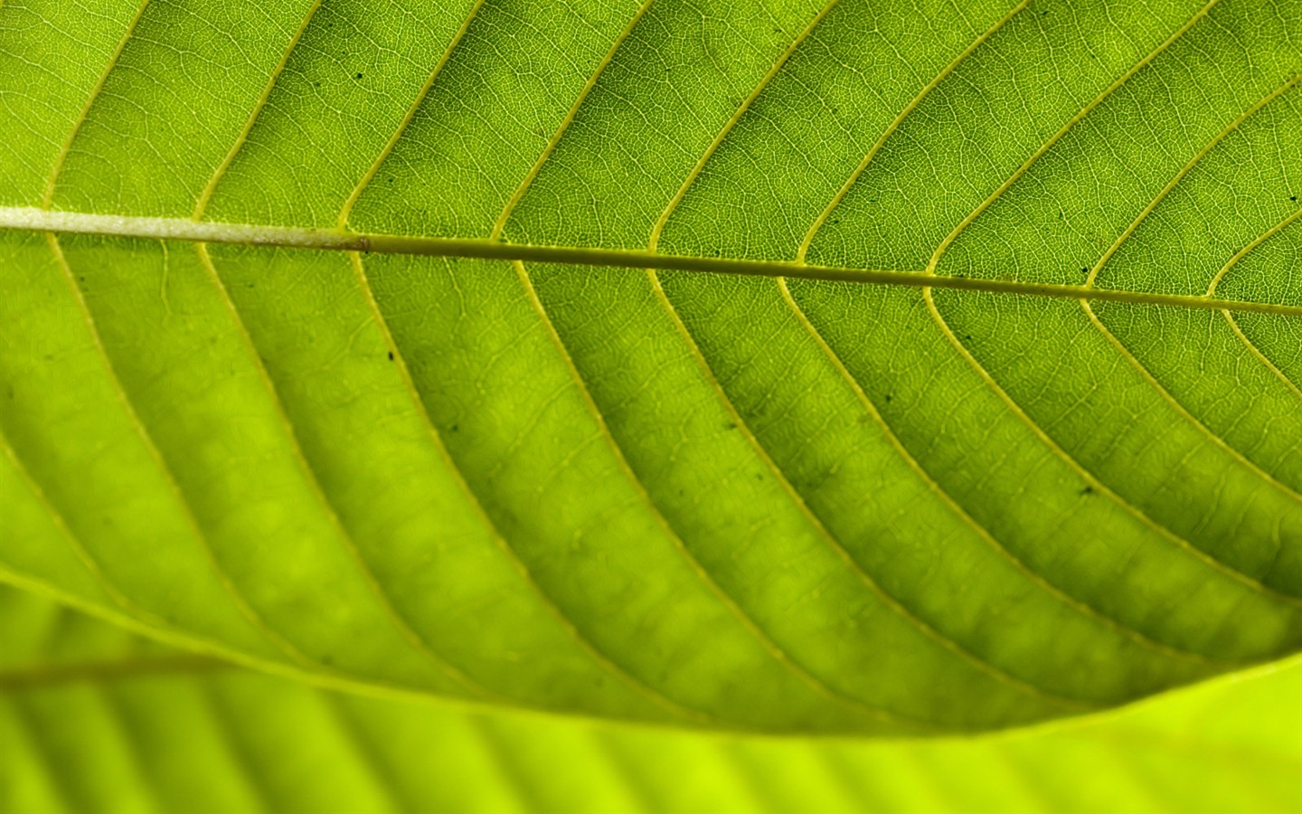 Vista 植物壁紙(七) #22 - 1440x900