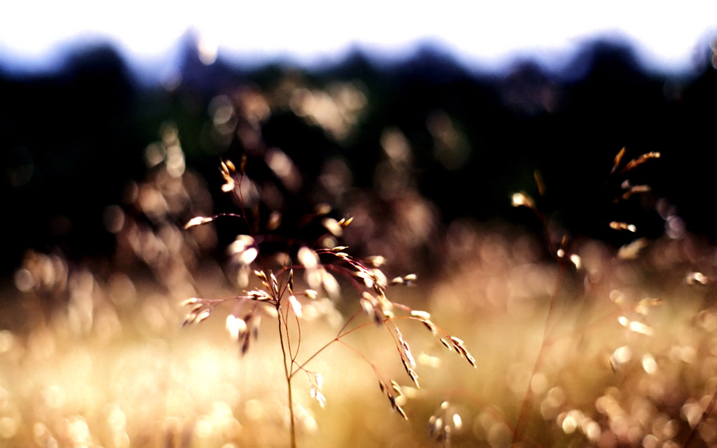 Vista 植物壁紙(七) #23 - 1440x900