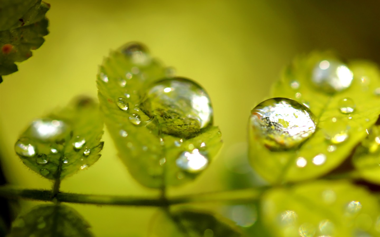 Vista 植物壁紙(七) #33 - 1440x900