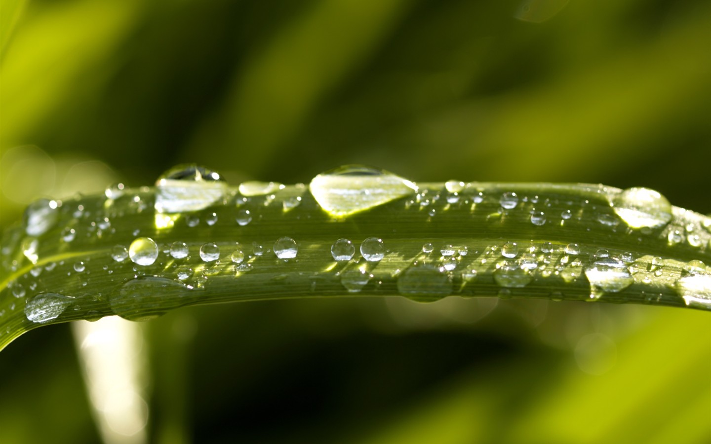 Vista 植物壁紙(七) #35 - 1440x900