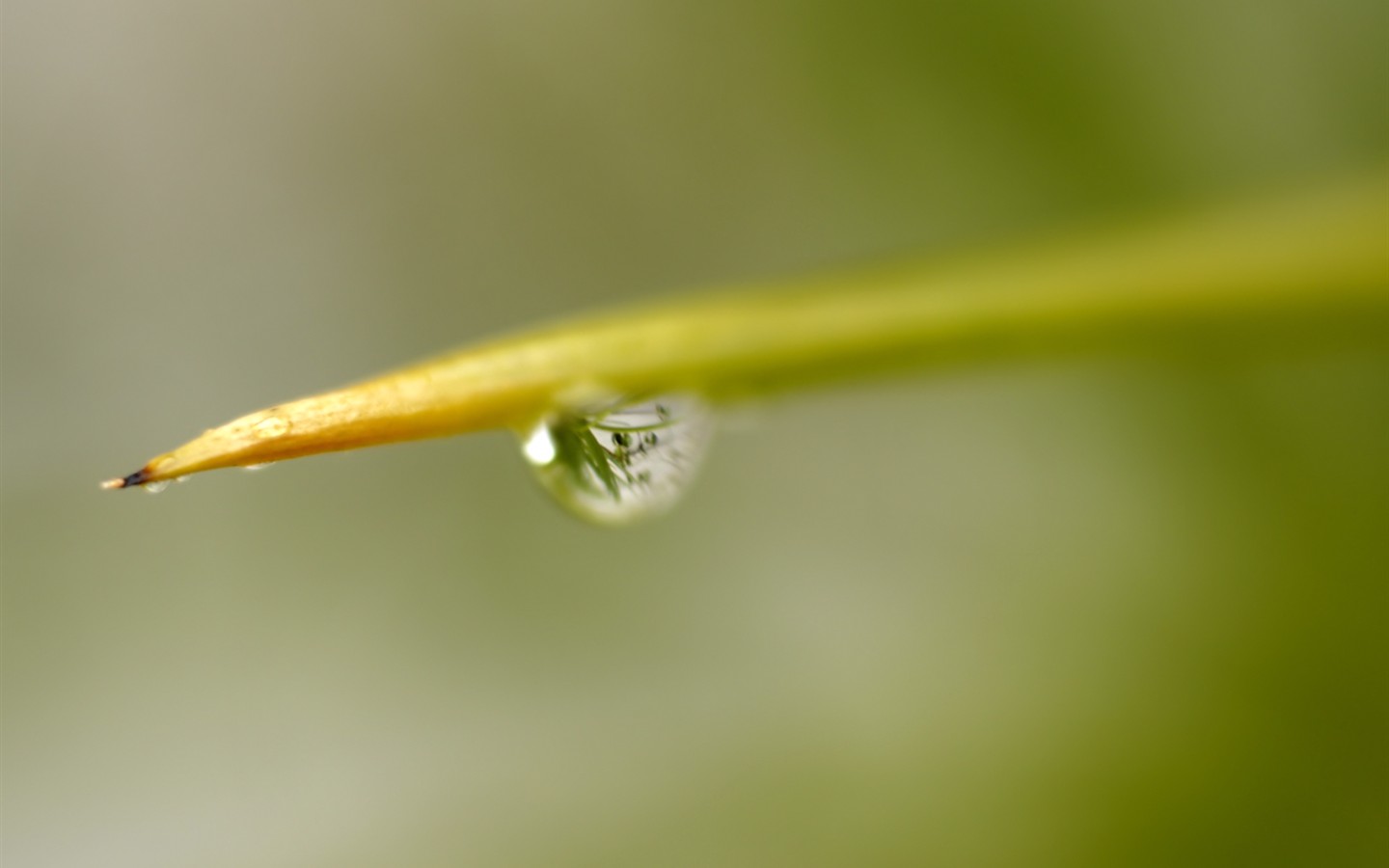 Vista 植物壁紙(七) #36 - 1440x900
