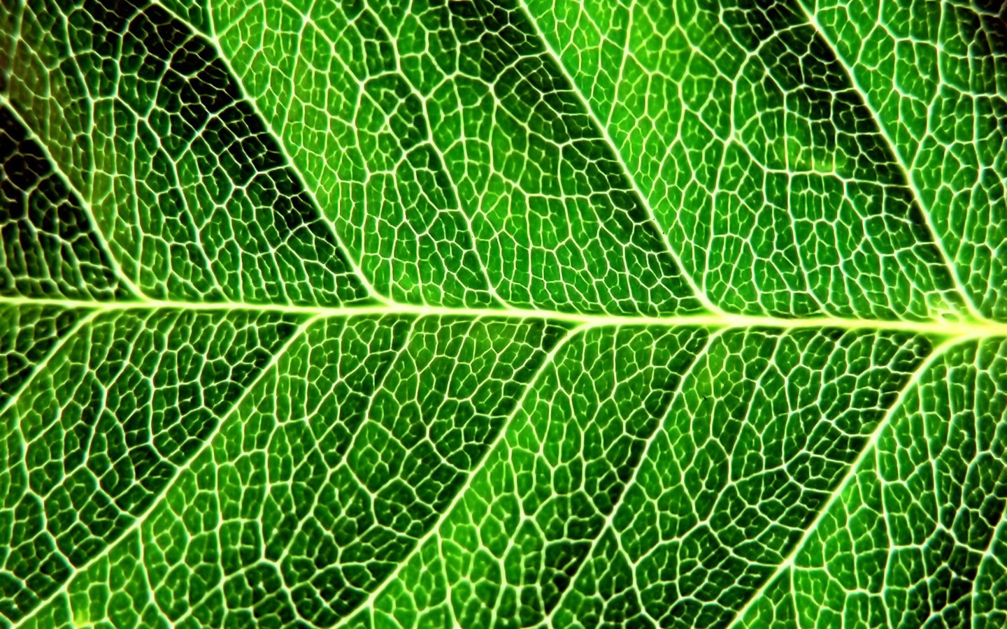 Vista 植物壁紙(七) #40 - 1440x900